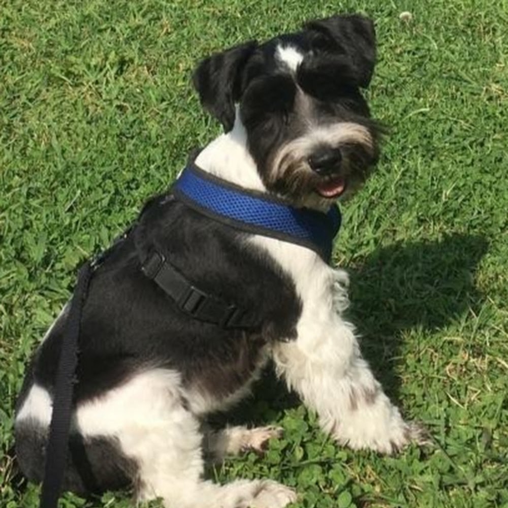 Meet your Posher, Bella